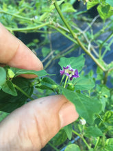 Load image into Gallery viewer, Purple Flower Baccatum (Pepper Seeds)