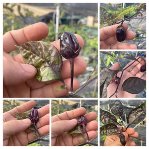 PurpleGum Black Cream (Pepper Seeds)
