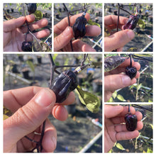 Load image into Gallery viewer, PurpleGum Black (Pepper Seeds)