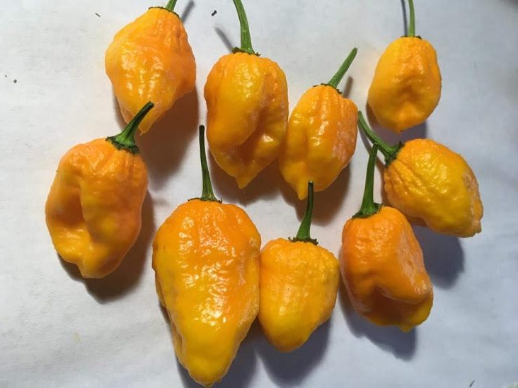 Pinapple Ghost (Pepper Seeds)