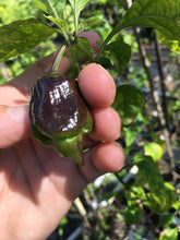 Load image into Gallery viewer, P.G.M. Horizon (Pepper Seeds)