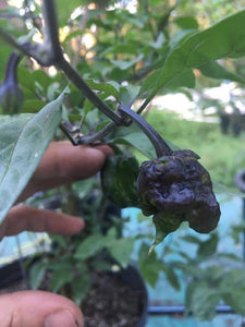 BBG Red Horizon (Pepper Seeds)