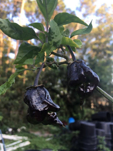 P.G.M. Horizon (Pepper Seeds)
