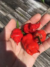 Load image into Gallery viewer, P.G.M. Horizon (Pepper Seeds)