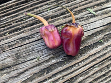 Load image into Gallery viewer, PurpleGum Magenta (Pepper Seeds)