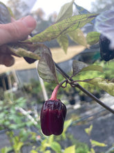 Load image into Gallery viewer, PurpleGum Magenta XD (Pepper Seeds)