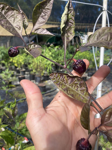 PurpleGum Black Cream (Pepper Seeds)