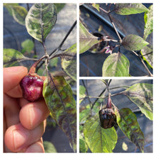 Load image into Gallery viewer, PurpleGum Magenta XD (Pepper Seeds)