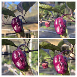 PurpleGum Magenta XD (Pepper Seeds)