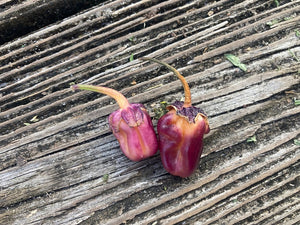 PurpleGum Magenta (Pepper Seeds)