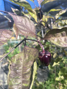 PurpleGum Black (Pepper Seeds)