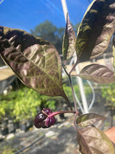 Load image into Gallery viewer, PurpleGum Black (Pepper Seeds)