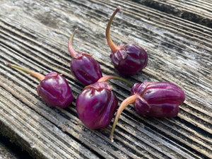 PurpleGum Magenta XD (Pepper Seeds)