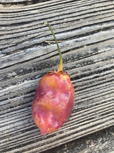 Load image into Gallery viewer, PurpleGum Skandlrise’ (Pepper Seeds)