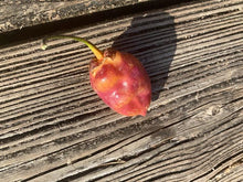 Load image into Gallery viewer, PurpleGum Skandlrise’ (Pepper Seeds)