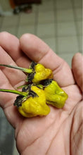 Load image into Gallery viewer, PurpleGum Mustard (Pepper Seeds)