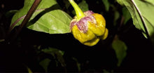 Load image into Gallery viewer, PurpleGum Mustard (Pepper Seeds)