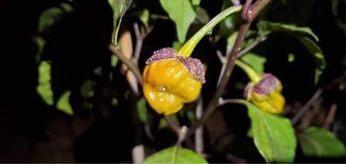 PurpleGum Mustard (Pepper Seeds)