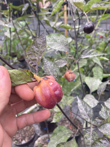PurpleGum Magenta LG (Pepper Seeds)