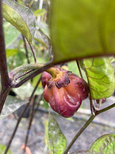 PurpleGum Magenta LG (Pepper Seeds)
