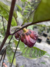 Load image into Gallery viewer, PurpleGum Magenta LG (Pepper Seeds)
