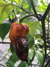 Load image into Gallery viewer, Black Horizon (Pepper Seeds)