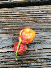 Load image into Gallery viewer, Purplegum Orange Blushed (Pepper Seeds)