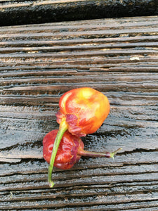Purplegum Orange Blushed (Pepper Seeds)