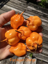 Load image into Gallery viewer, Purplegum Orange Bright (Pepper Seeds)