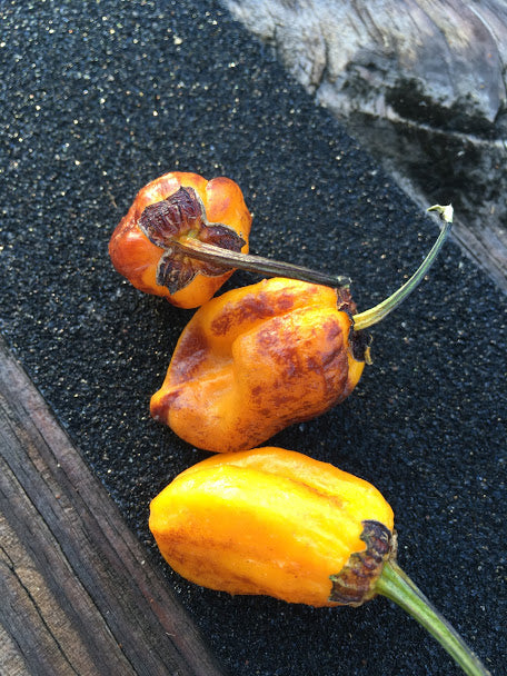 BBG Orange Horizon (Pepper Seeds)