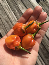 Load image into Gallery viewer, Purplegum Orange Blushed (Pepper Seeds)