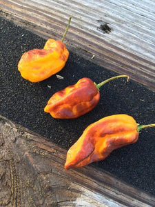 Horizon Orange (Pepper Seeds)(Limited)