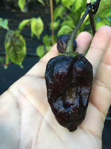 Black Horizon (Pepper Seeds)