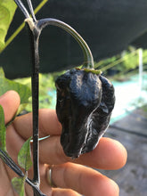 Load image into Gallery viewer, Black Horizon (Pepper Seeds)