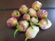 Load image into Gallery viewer, PurpleGum Peach (Pepper Seeds)