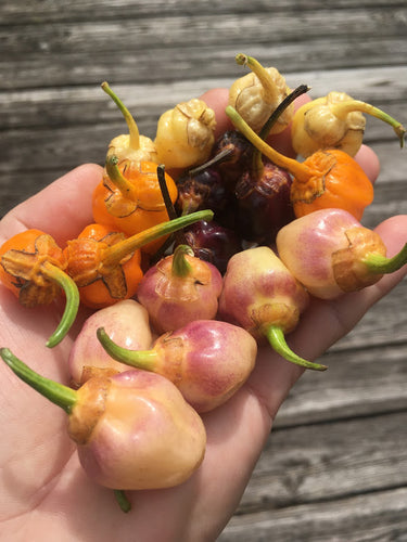 PurpleGum Peach (Pepper Seeds)
