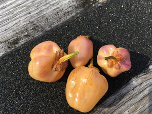 PurpleGum Peach (Pepper Seeds)