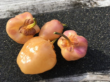 Load image into Gallery viewer, PurpleGum Peach (Pepper Seeds)