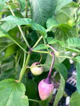 Load image into Gallery viewer, Purple “Gum” Roxa (Pepper Seeds)