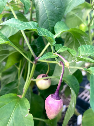 Purple “Gum” Roxa (Pepper Seeds)