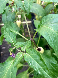 Purple “Gum” Roxa (Pepper Seeds)