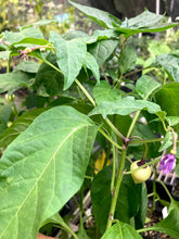 Load image into Gallery viewer, Purple “Gum” Roxa (Pepper Seeds)