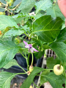 Purple “Gum” Roxa (Pepper Seeds)