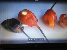 Load image into Gallery viewer, BBG Red Horizon (Pepper Seeds)