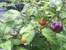Load image into Gallery viewer, Purple Ghost Scorpion (Pepper Seeds)