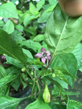 Load image into Gallery viewer, Purple Ghost Scorpion (Pepper Seeds)