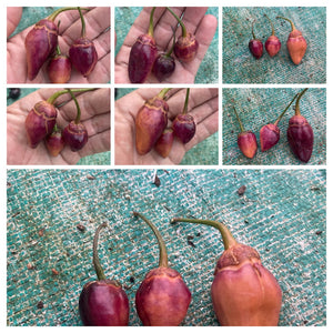 PurpleGum Skandlrise’ (Pepper Seeds)