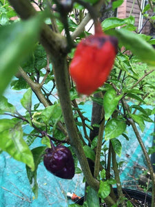 BBG Red Horizon (Pepper Seeds)
