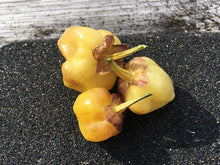 Load image into Gallery viewer, PurpleGum Yellow Bright (Pepper Seeds)