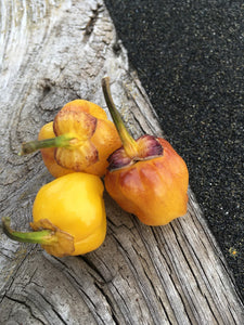 PurpleGum Yellow Blushed (Pepper Seeds)